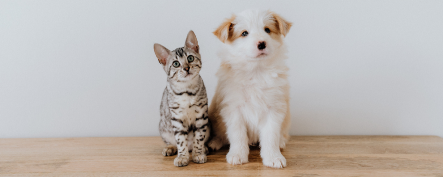 Retail Pet Supply