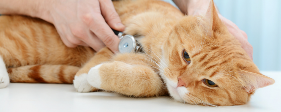 Vet Clinic