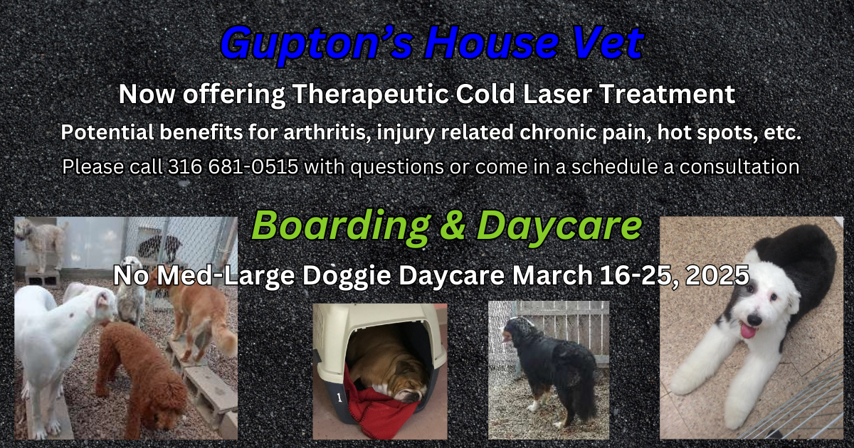 Therapeutic Cold Laser Treatment & No Med-Large Doggie Daycare March 16-25, 2025